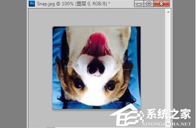 ps怎么旋轉(zhuǎn)圖片？Photoshop旋轉(zhuǎn)圖片教程