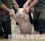 臺(tái)風(fēng)豬表情包下載|臺(tái)風(fēng)豬QQ微信表情包高清套圖