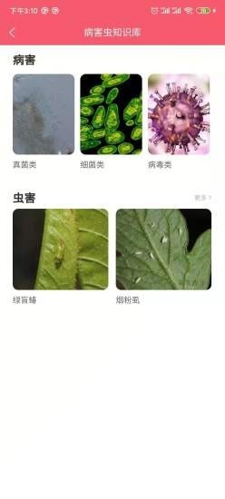 櫻桃醫生